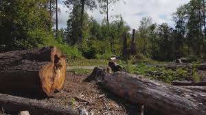 Seasonal Cleanup (Spring/Fall) in Blue Earth, MN