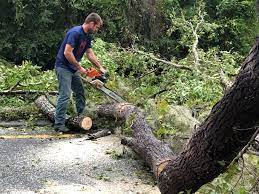 Best Stump Grinding and Removal  in Blue Earth, MN