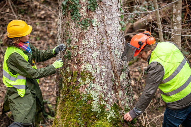 Best Tree Removal  in Blue Earth, MN