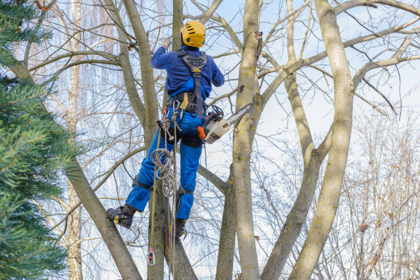 Best Tree Risk Assessment  in Blue Earth, MN