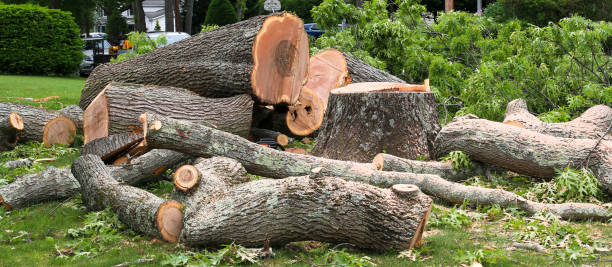 Best Commercial Tree Services  in Blue Earth, MN