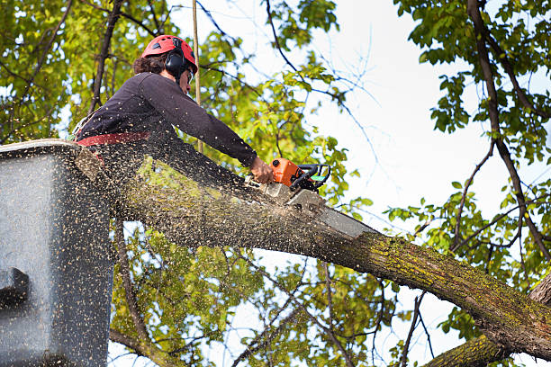 Best Tree Cabling and Bracing  in Blue Earth, MN