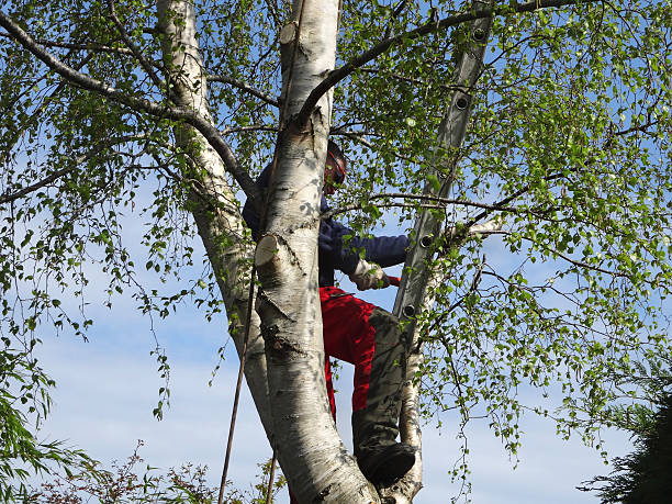 Best Weed Control  in Blue Earth, MN