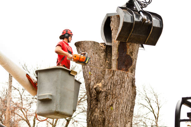 Best Root Management and Removal  in Blue Earth, MN