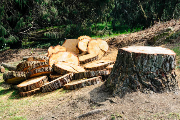 How Our Tree Care Process Works  in  Blue Earth, MN